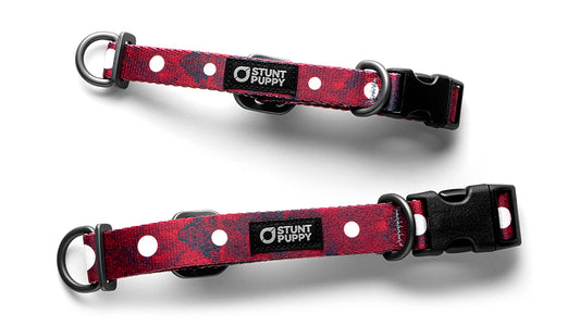 Łééchąą Yázhí (Puppy) Evening Star Everyday Collar™