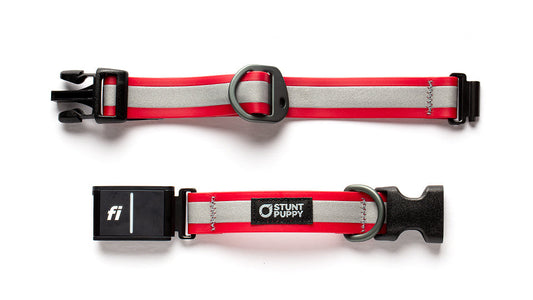 Fi GPS Included Go Dog Glo Red Dry Collar™ (6 month subscription)