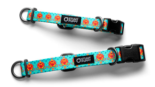 Rocky Boy Pop Cookies Best Everyday Collar