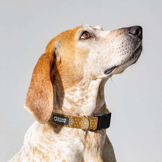 Holiday Gold Flake Everyday Collar