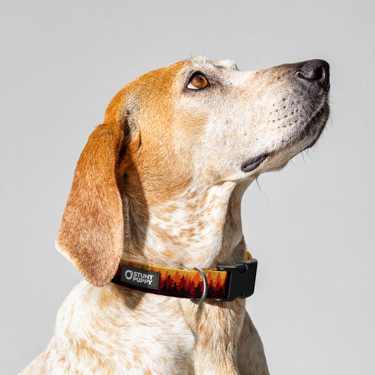 Pines Orange Everyday Collar