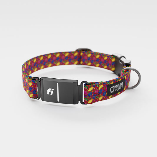 Fi GPS Included Rocky Boy Pop Rocky Boy Everyday Collar (6 month subscription)