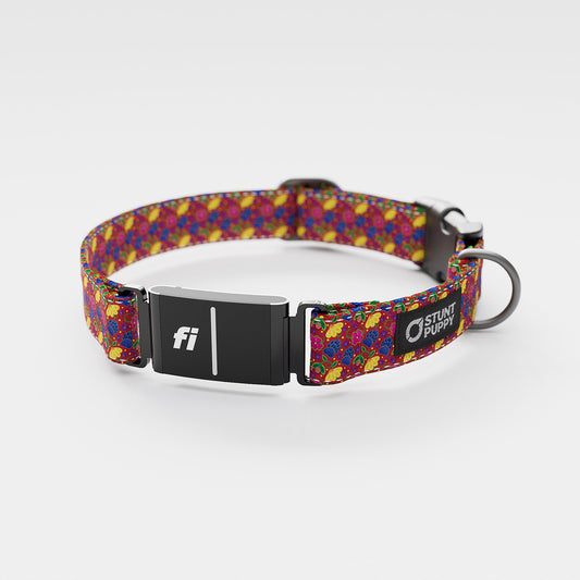 Fi GPS Included Rocky Boy Pop Rocky Boy Everyday Collar (6 month subscription)