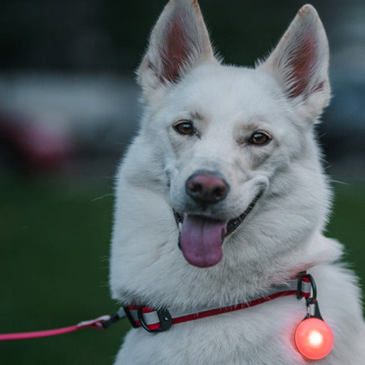 Spotlit dog sale light