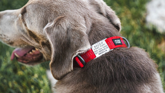 Adjustable Collar Tag