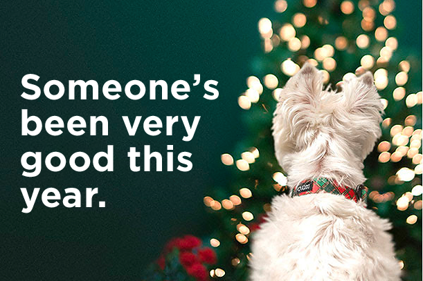 Stunt Puppy 2020 Holiday Gift Guide