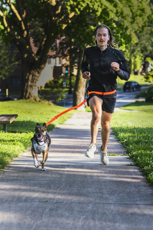 A man running outside on the sidewalk with their dog using a stunt puppy stunt runners hands-free leash. 