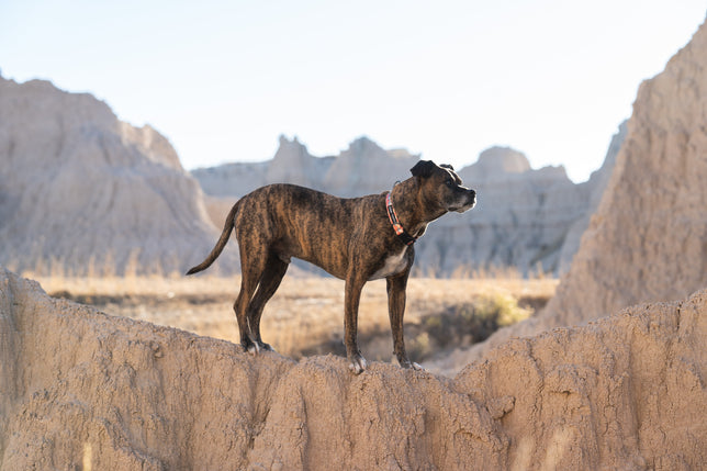 Stunt Puppy x Dakota Adventure Supply