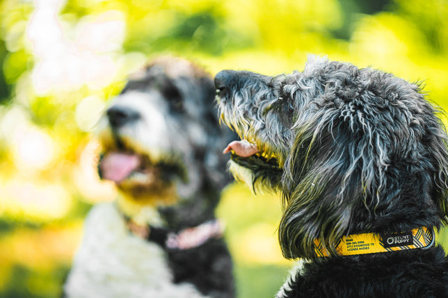 Stunt Puppy ID Collars