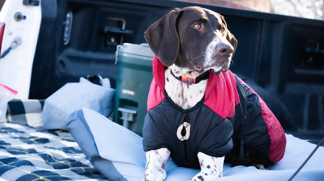 Dog in Puffer Jacket