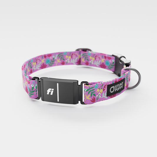 Fi GPS Included Frolic Summer Everyday Collar (6 month subscription)