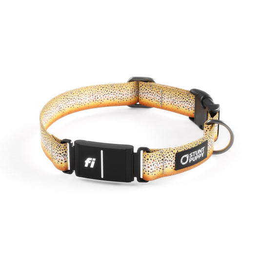 Fi-Ready Brown Trout Collar