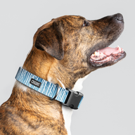 Birch Blue Everyday Collar — Large Wide