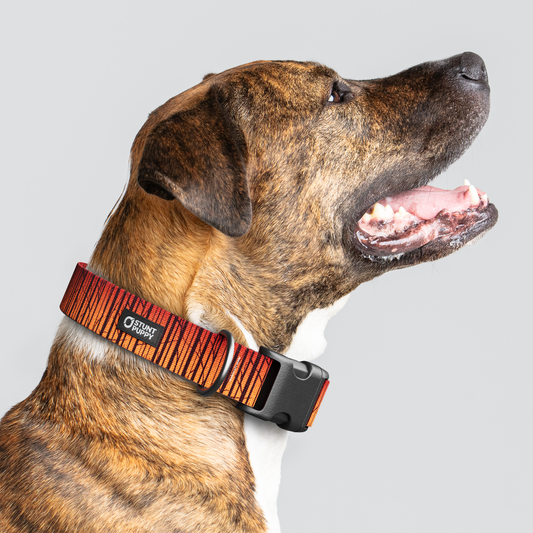 Birch Orange Everyday Collar — Large Wide