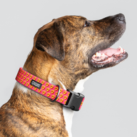 Cubular Orange Everyday Collar — Large Wide