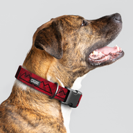 Łééchąą Yázhí (Puppy) Mountain Everyday Collar™ — Large Wide
