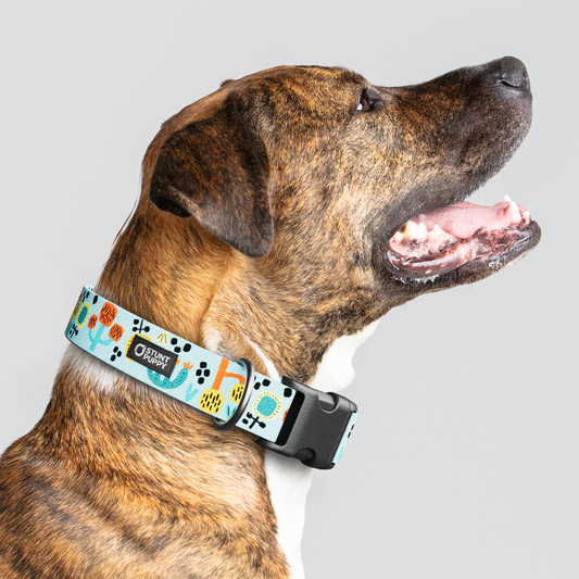 Desert Sunrise Everyday Collar