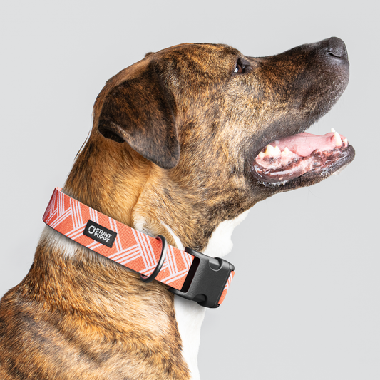 Fishtail Red White Everyday Collar — Large Wide