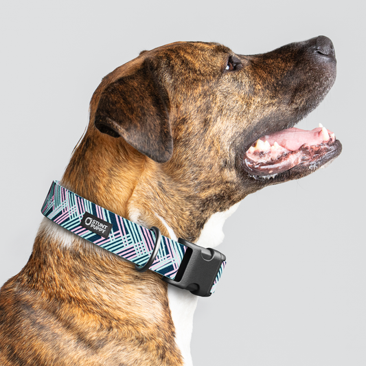 Fishtail Teal Everyday Collar — Large Wide