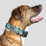 Frolic Fall Everyday Collar — Large Wide