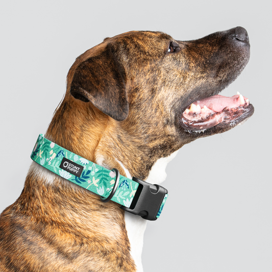 Frolic Spring Everyday Collar