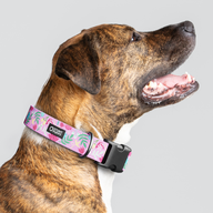 Frolic Summer Everyday Collar — Large Wide