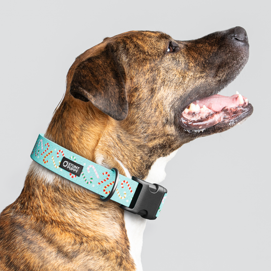 Candy Canes Aqua Everyday Collar — Large Wide