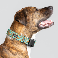Jill Kittock Corndog Everyday Collar — Large Wide