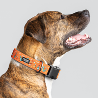 Jill Kittock Gnomes Everyday Collar — Large Wide