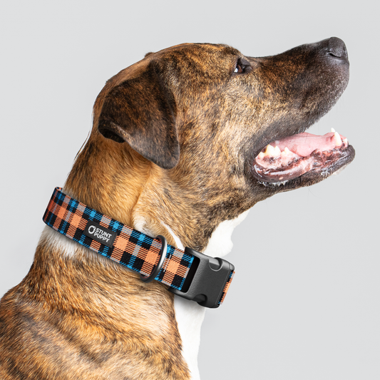 Lumberpup™ Emily Everyday Collar