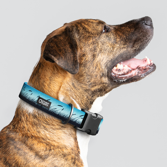 Marsh Blue Everyday Collar