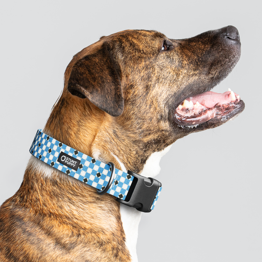 Mod Tie Blue Everyday Collar