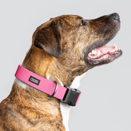 Bubblegum Monochrome Everyday Collar — Large Wide