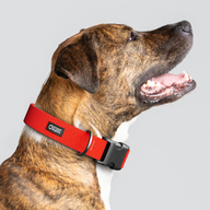 Cherry Monochrome Everyday Collar — Large Wide