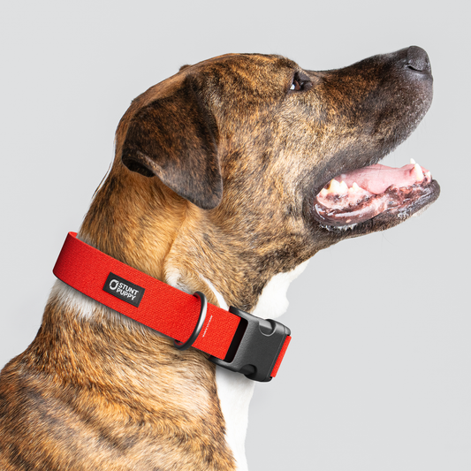 Cherry Monochrome Everyday Collar