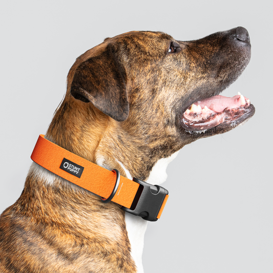 Clementine Monochrome Everyday Collar — Large Wide