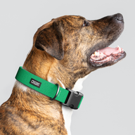 Clover Monochrome Everyday Collar — Large Wide