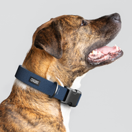 Lights Out Monochrome Everyday Collar — Large Wide