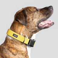 Marigold Monochrome Everyday Collar — Large Wide