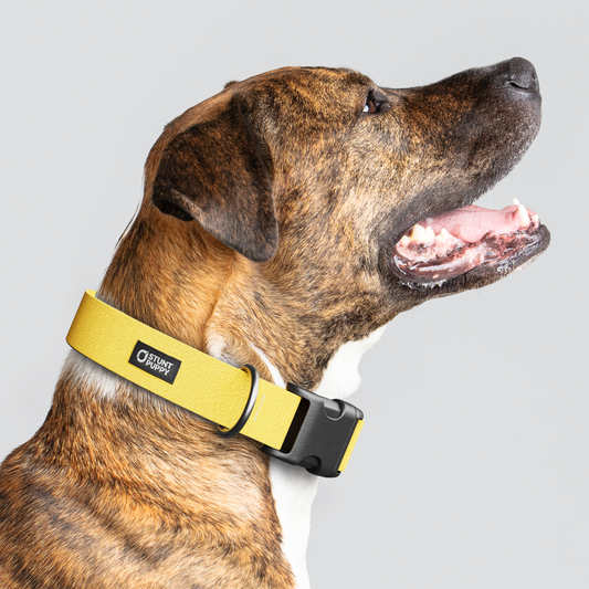 Marigold Monochrome Everyday Collar — Large Wide
