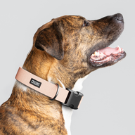 Paloma Monochrome Everyday Collar — Large Wide