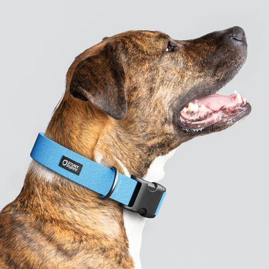 Poolside Monochrome Everyday Collar
