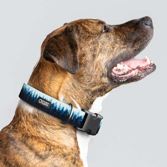 Pines Blue Everyday Collar