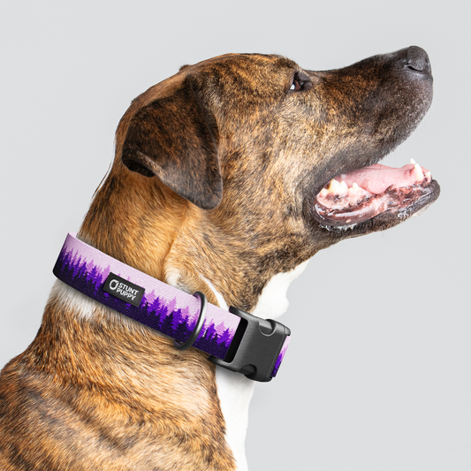 Pines Purple Everyday Collar