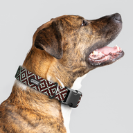 Pixie Brown Teal Everyday Collar — Large Wide