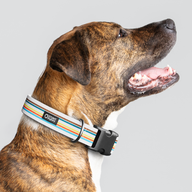 Track Everyday Collar — Large Wide