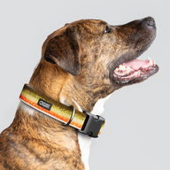 Brook Trout Everyday Collar — Large Wide