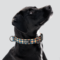 Argyle Superman Everyday Collar — Large