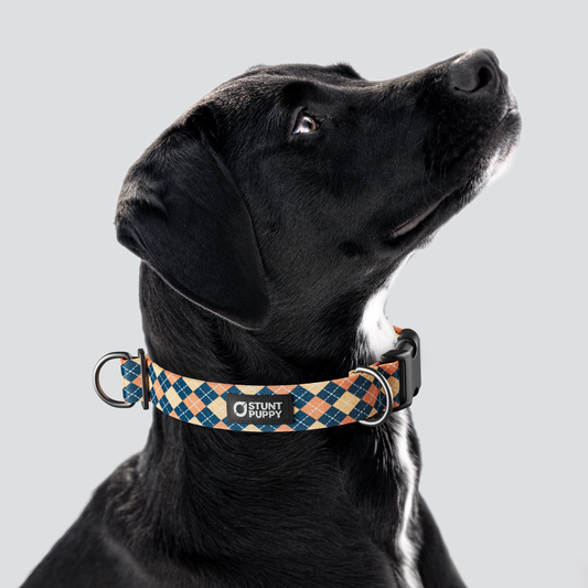 Argyle Superman Everyday Collar — Large