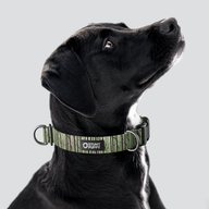 Birch Green Everyday Collar — Large